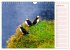 Papageitaucher auf Island (Wandkalender... - Bild 14