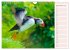 Papageitaucher auf Island (Wandkalender... - Bild 5