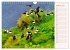 Papageitaucher auf Island (Wandkalender... - Bild 8