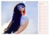 Papageitaucher auf Island (Wandkalender... - Bild 9