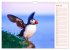 Papageitaucher auf Island (Wandkalender... - Bild 10