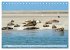 BORKUM-LIEBE (Tischkalender 2026 DIN A5... - Bild 9
