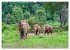 ELEFANTEN Jumbos der Herzen... - Bild 12