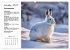 Wildtiere des Jahres (hochwertiger... - Bild 6