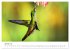 Kolibris - wahre Luftakrobaten... - Bild 6