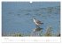Limikolen - Watvögel an Nord- und... - Bild 13