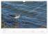 Limikolen - Watvögel an Nord- und... - Bild 14