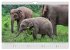 ELEFANTEN - Rüsselträger der Herzen... - Bild 15