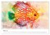 Exotische Fische - Die schönsten... - Bild 9
