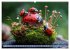 Bugtopia. Die fantastische Welt der... - Bild 13