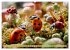 Bugtopia. Die fantastische Welt der... - Bild 7