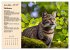 Wildtiere des Jahres (Wandkalender 2026... - Bild 11