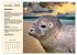 Wildtiere des Jahres (Wandkalender 2026... - Bild 12