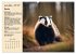 Wildtiere des Jahres (Wandkalender 2026... - Bild 13