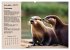 Wildtiere des Jahres (Wandkalender 2026... - Bild 15