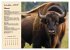 Wildtiere des Jahres (Wandkalender 2026... - Bild 4