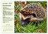 Wildtiere des Jahres (Wandkalender 2026... - Bild 9