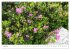 Alpine Bergwelt Tirol - Illustriert in... - Bild 9