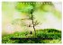 Achtsame Augenblicke (Tischkalender... - Bild 3