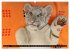 GROSSKATZEN GANZ KLEIN (Wandkalender... - Bild 7