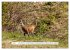 Kanadas Wilde Tiere (hochwertiger... - Bild 11