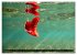 Naturwunder im Roten Meer (Wandkalender... - Bild 15