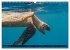 Naturwunder im Roten Meer (Wandkalender... - Bild 5