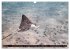 Naturwunder im Roten Meer (Wandkalender... - Bild 9