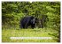 Kanadas Wilde Tiere (Wandkalender 2026... - Bild 5