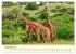 Giraffen, die Schönen der Savanne... - Bild 15