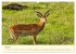 Safari in Kenia (hochwertiger Premium... - Bild 12
