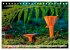Pilze - kleine Giganten (Tischkalender... - Bild 12