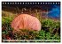 Pilze - kleine Giganten (Tischkalender... - Bild 13