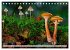 Pilze - kleine Giganten (Tischkalender... - Bild 15