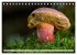 Pilze - kleine Giganten (Tischkalender... - Bild 3