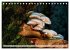 Pilze - kleine Giganten (Tischkalender... - Bild 4