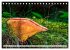 Pilze - kleine Giganten (Tischkalender... - Bild 8