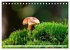 Pilze - kleine Giganten (Tischkalender... - Bild 9