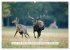Faszination Hirschbrunft (Wandkalender... - Bild 3