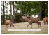Faszination Hirschbrunft (Wandkalender... - Bild 4