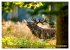 Die Brunft der Hirsche (Wandkalender... - Bild 13