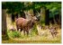 Die Brunft der Hirsche (Wandkalender... - Bild 14