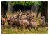Die Brunft der Hirsche (Wandkalender... - Bild 15