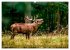 Die Brunft der Hirsche (Wandkalender... - Bild 3