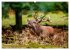 Die Brunft der Hirsche (Wandkalender... - Bild 5