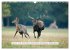 Faszination Hirschbrunft (Wandkalender... - Bild 3