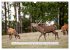 Faszination Hirschbrunft (Wandkalender... - Bild 4