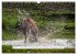 Faszination Hirschbrunft (Wandkalender... - Bild 9