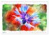 Mohnblüten in Aquarell (Wandkalender... - Bild 14