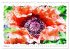 Mohnblüten in Aquarell (Wandkalender... - Bild 8